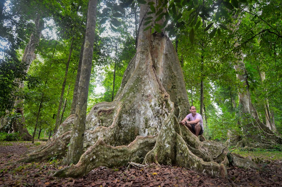 Traveler under huge Kenari, or Almond, tree in Pulau Ai
