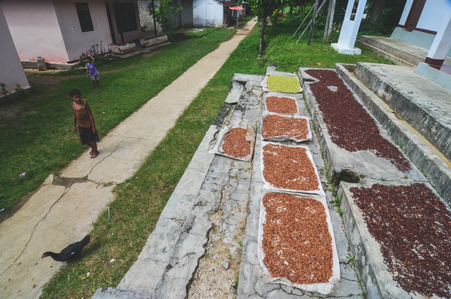Cloves drying outside Ardy's Homestay in Pulau Ai