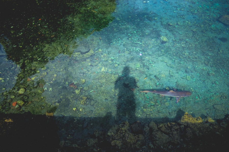 A black tip shark seen in the Banda islands