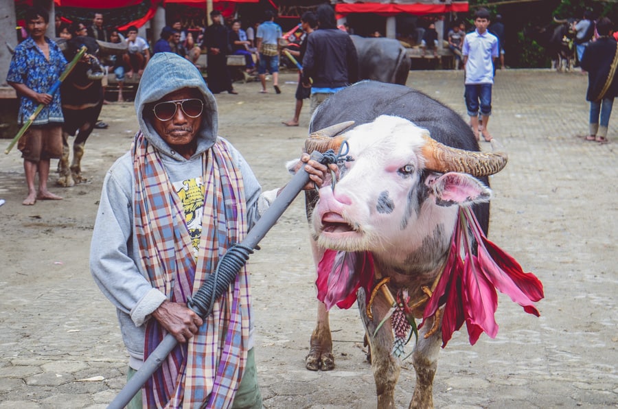 A man walks his albino buffalo at a funeral in Tana Toraja, Indonesia