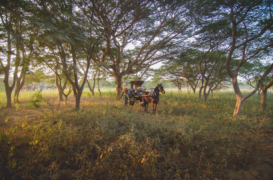 Seeing Bagan with horse cart