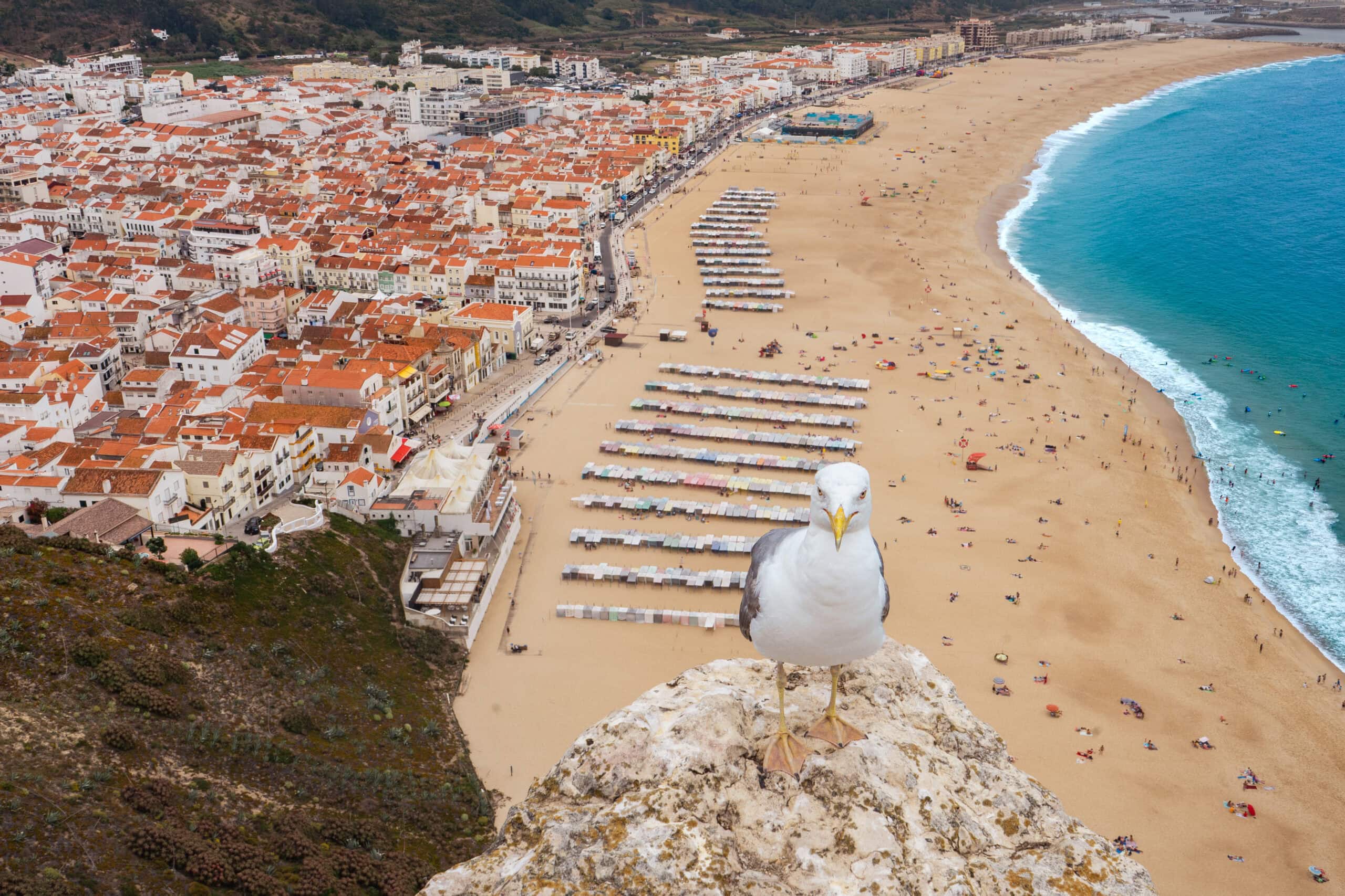 A seagull sits on a rock with the beach and town of Nazare behinf it. Seen from the Miradouro do Suberco viewpoint. This is the best viewpoint in Nazare