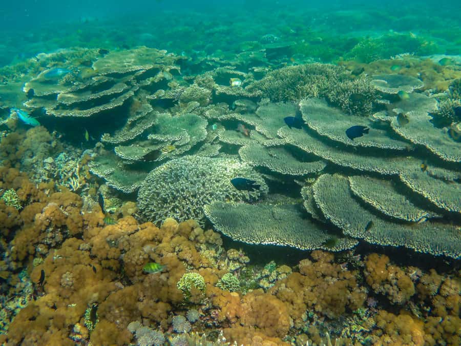 Komodo snorkeling