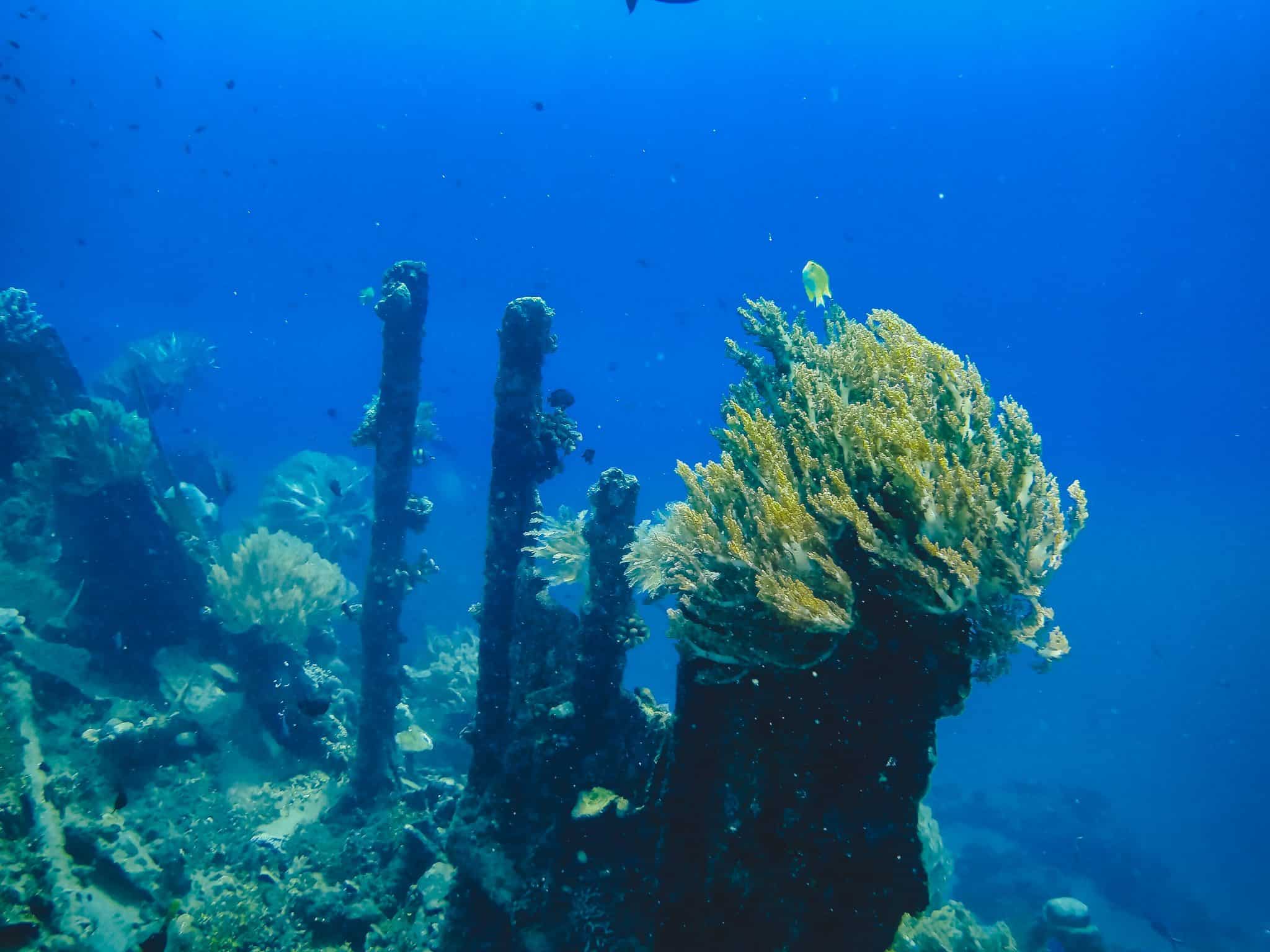 Japanese shipwreck snorkeling