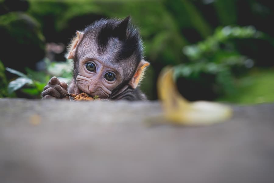 Baby monkey in the Sacred Monkey Forest, Bali