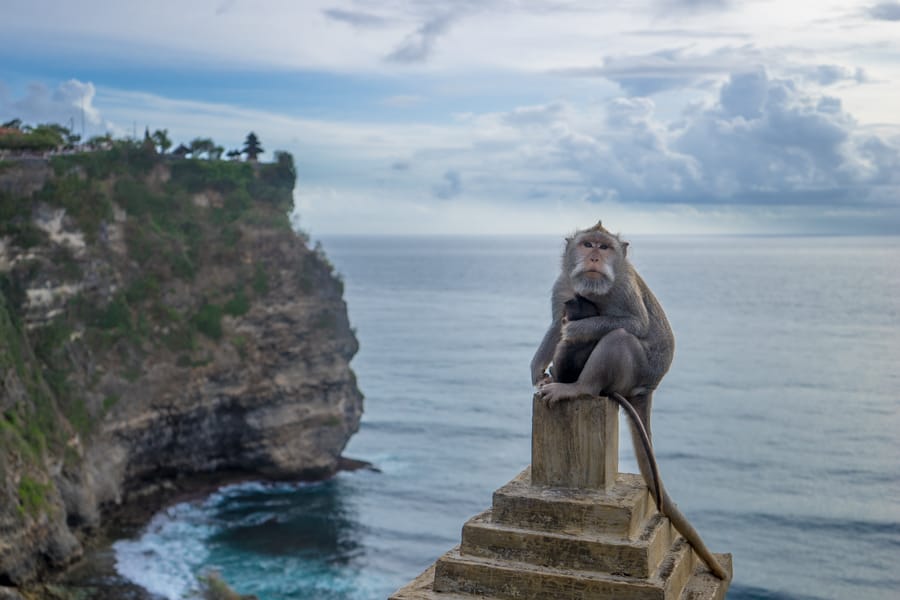Monkeys at Uluwatu temple