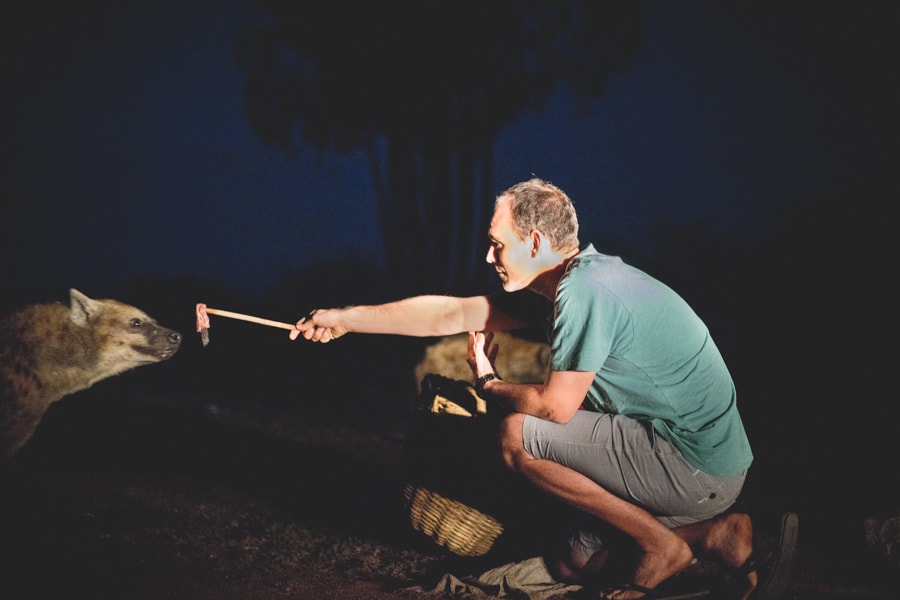 Tourist feeding wild hyenas in Harar
