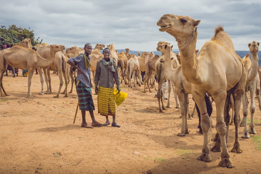 Somali camel traders at the Babile camel market