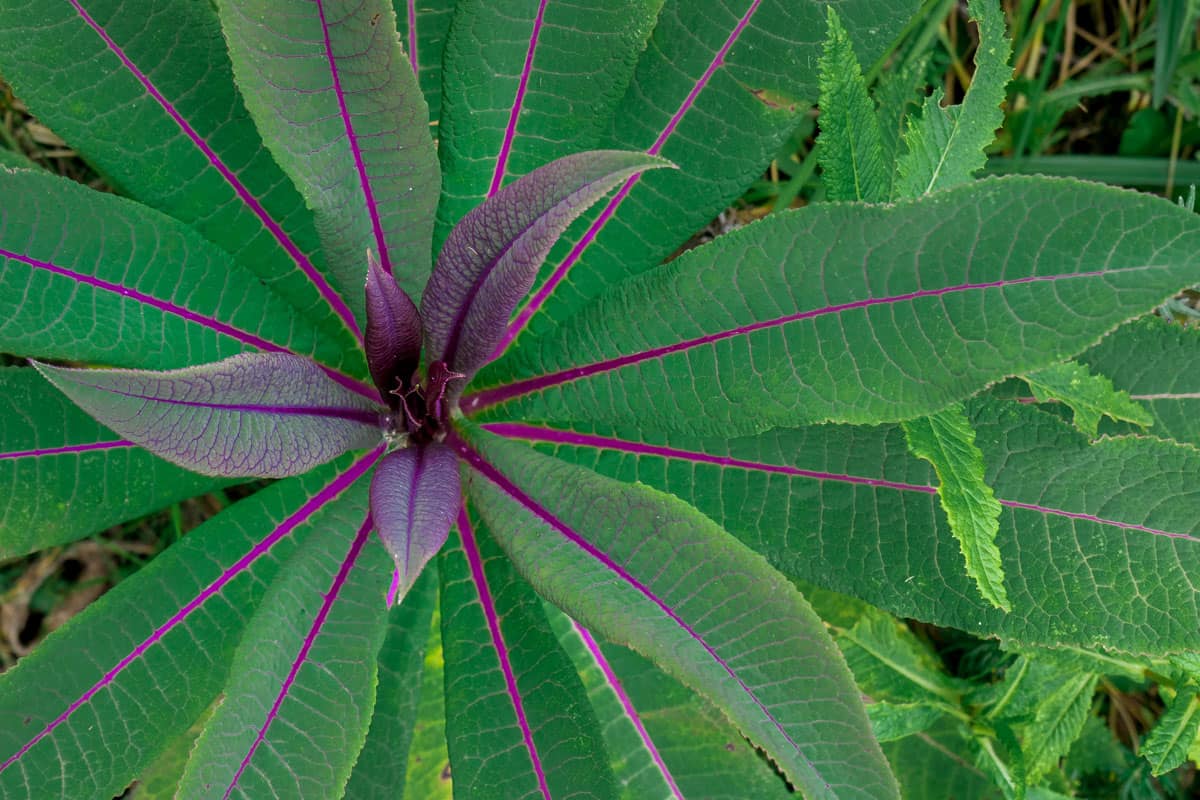 Vegetation on Mount Nyiragongo, DRC