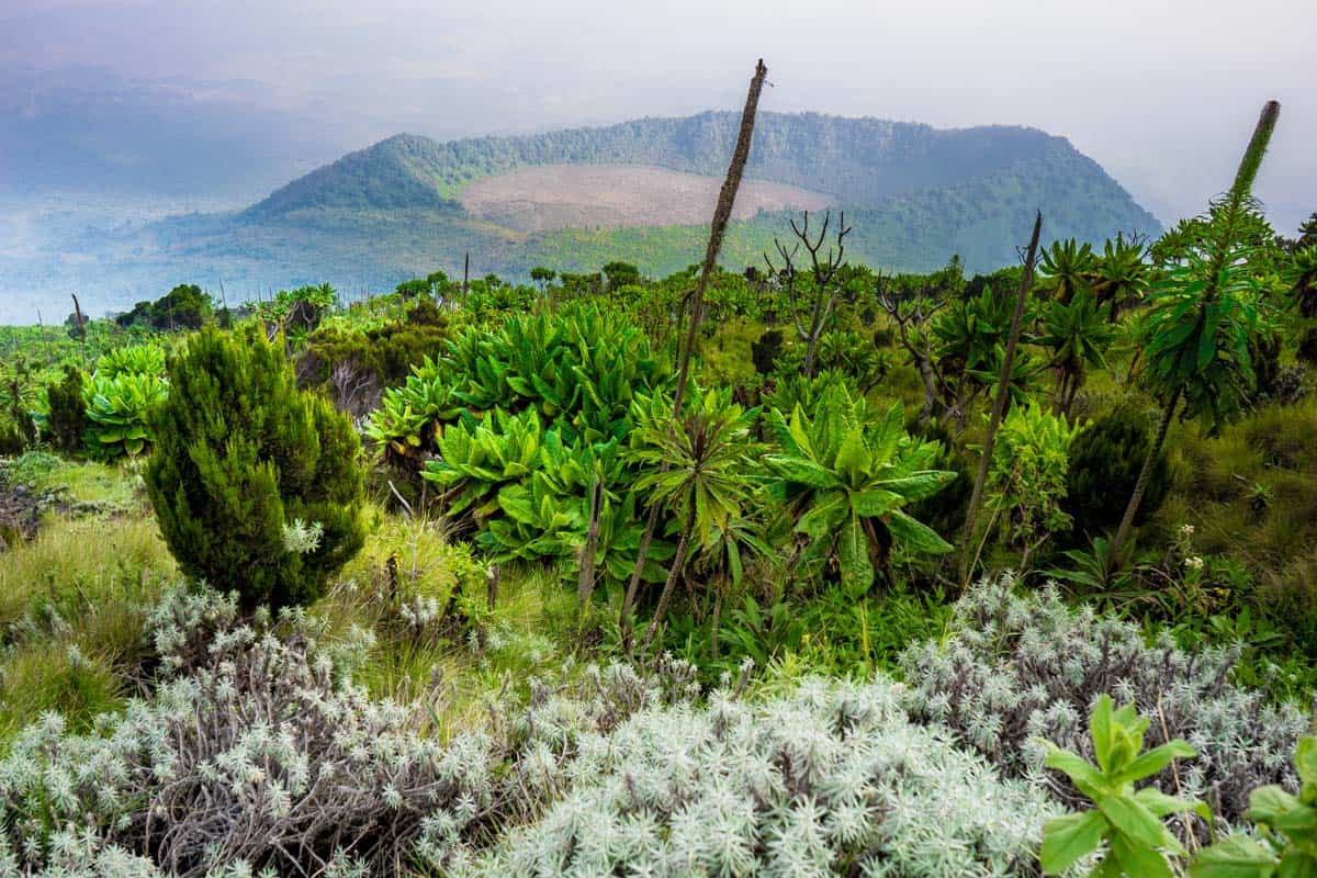 Afro Alpine scenery, DRC