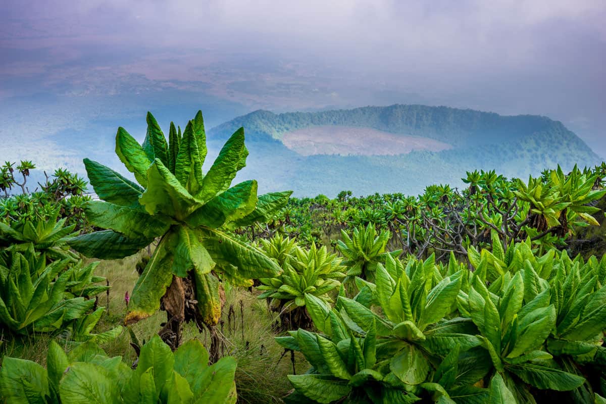 Afro Alpine vegetation, Virunga National Park