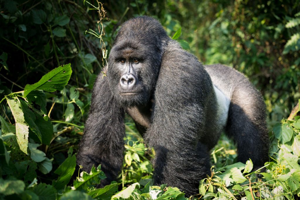 gorilla trekking in the DRC