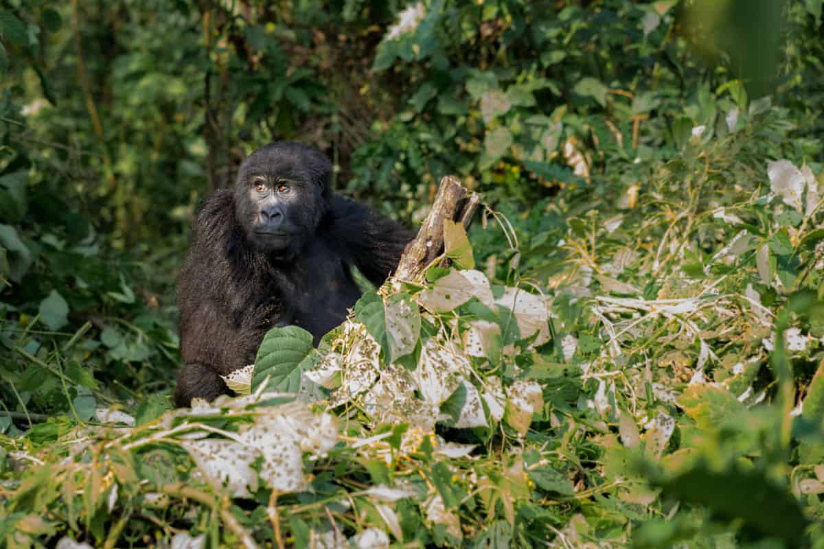 Gorilla trekking in the DRC