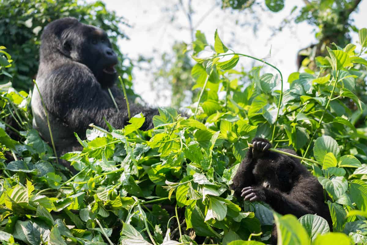 Gorilla trekking in the DRC