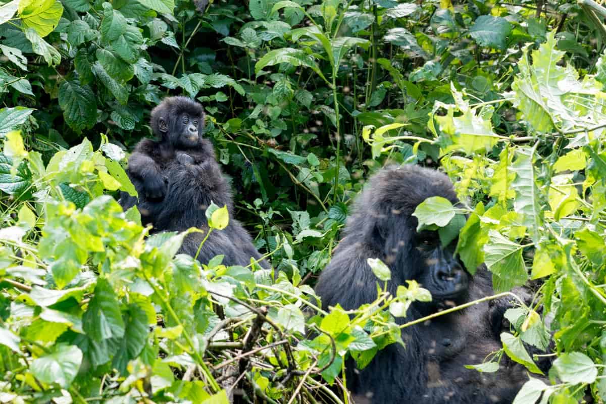 Gorilla trekking in the DRC