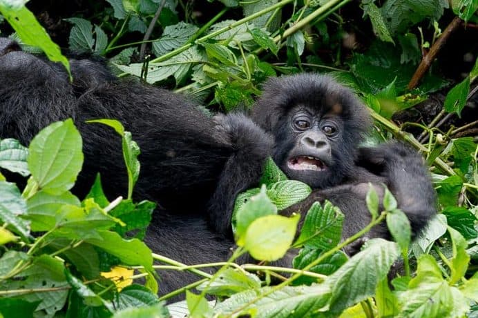 Gorilla trekking in the DRC