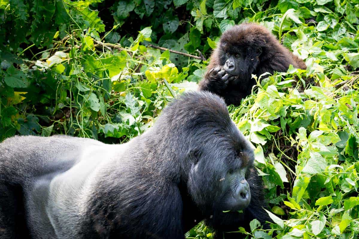 Gorilla trekking in the DRC