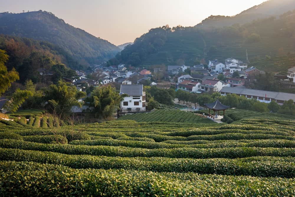 Village of LONGJING (DRAGON WELL) 