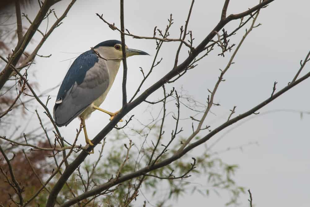 Birding in the Xixi Wetlands, Hangzhou