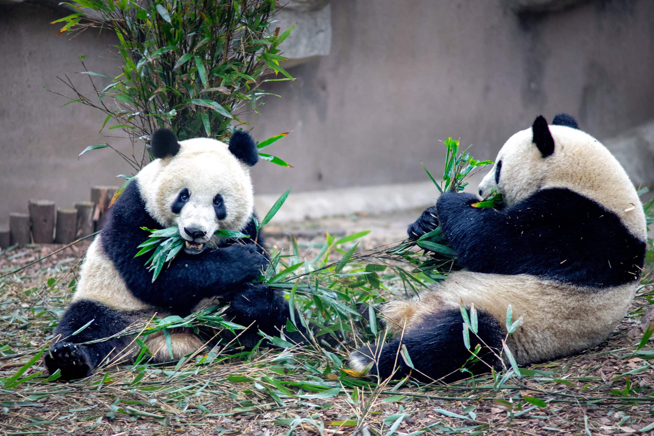 Two pandas eating bamboo at the Panda Base. These cute animals are the top attraction in Chengdu