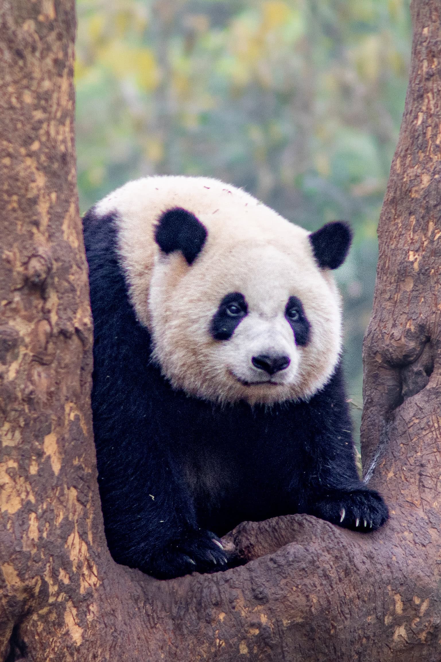 Chengdu attractions: pandas