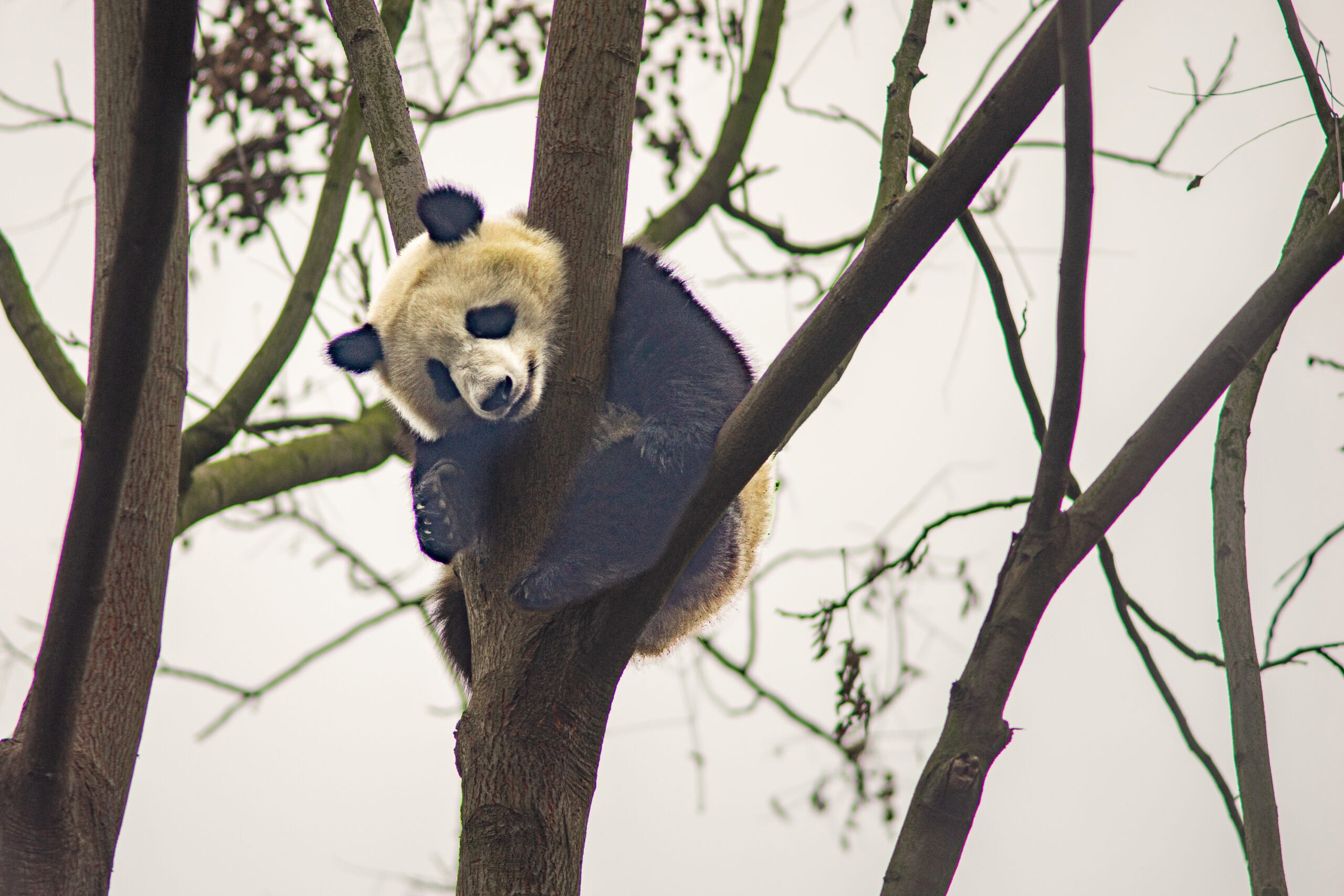 A teenage panda sleeping in the top of a tree at the Panda Base in Chengdu, China