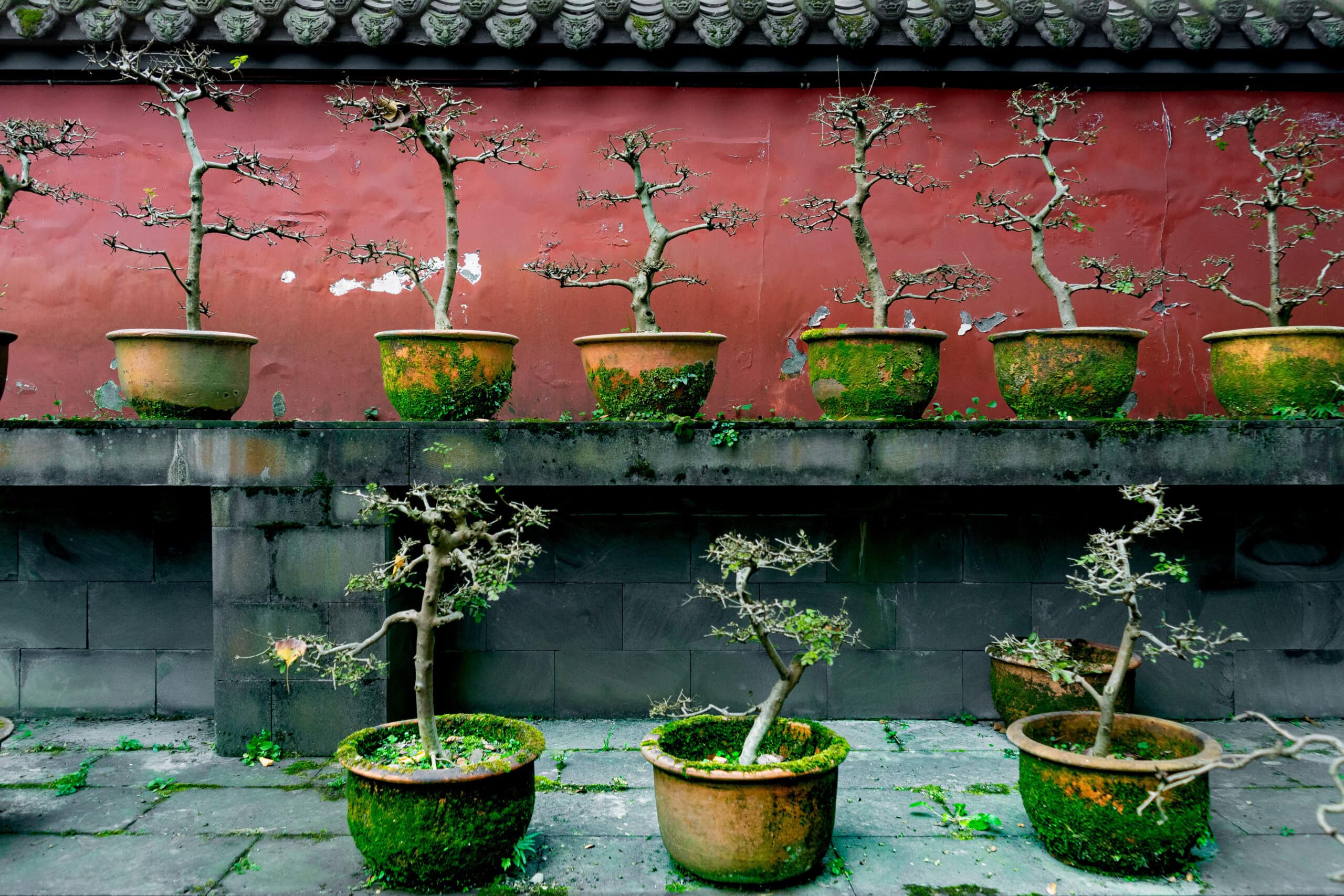 Bonsai trees growing in terracotta pots against a red wall at the Wuhou temple in Chengdu