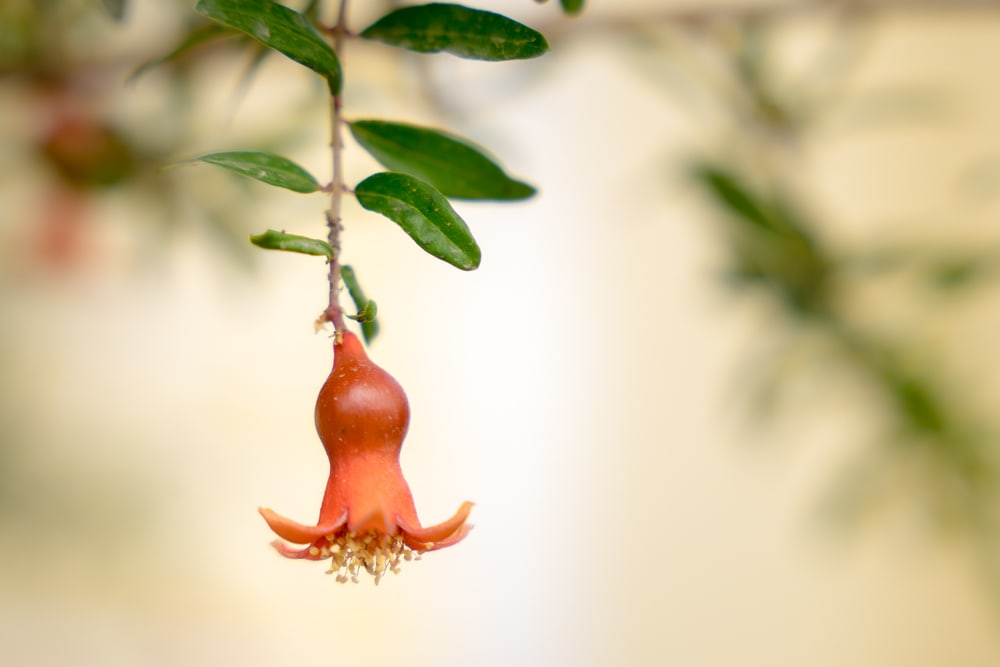 A pomegranate inside the Id Kah Mosque