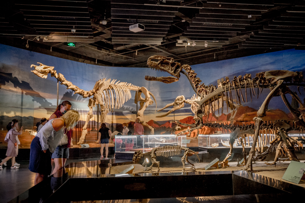 Dinosaur fossils in the Turpan museum, China