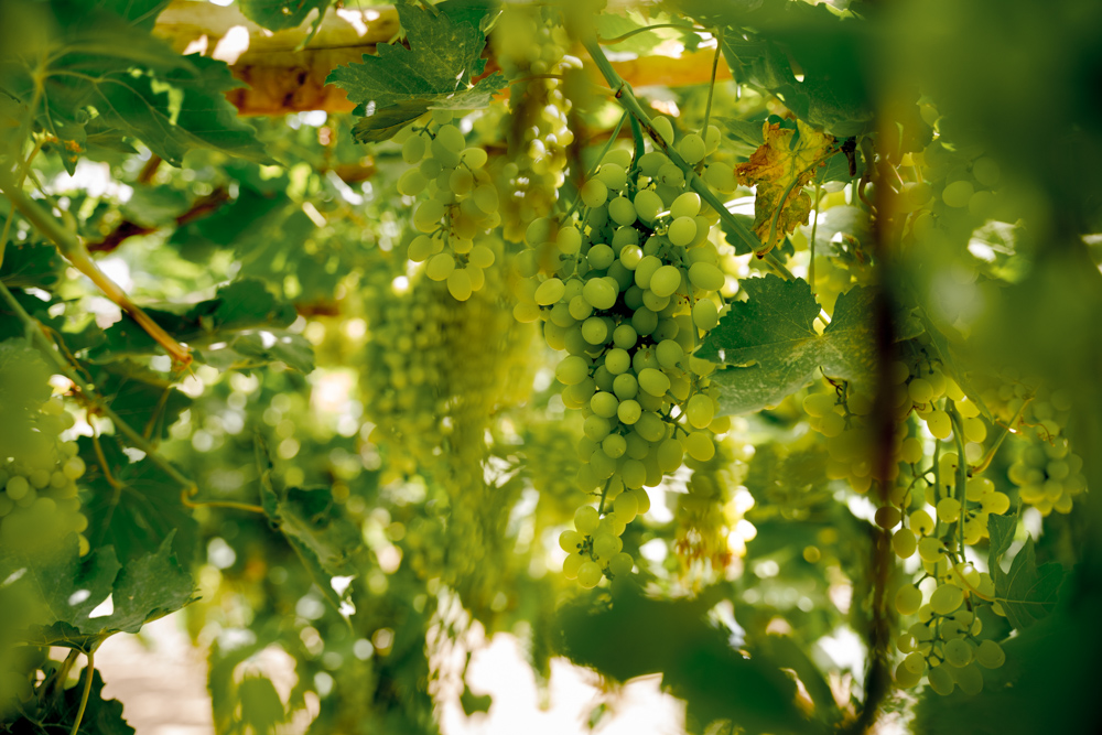 Sweet, seedless grapes from Turpan