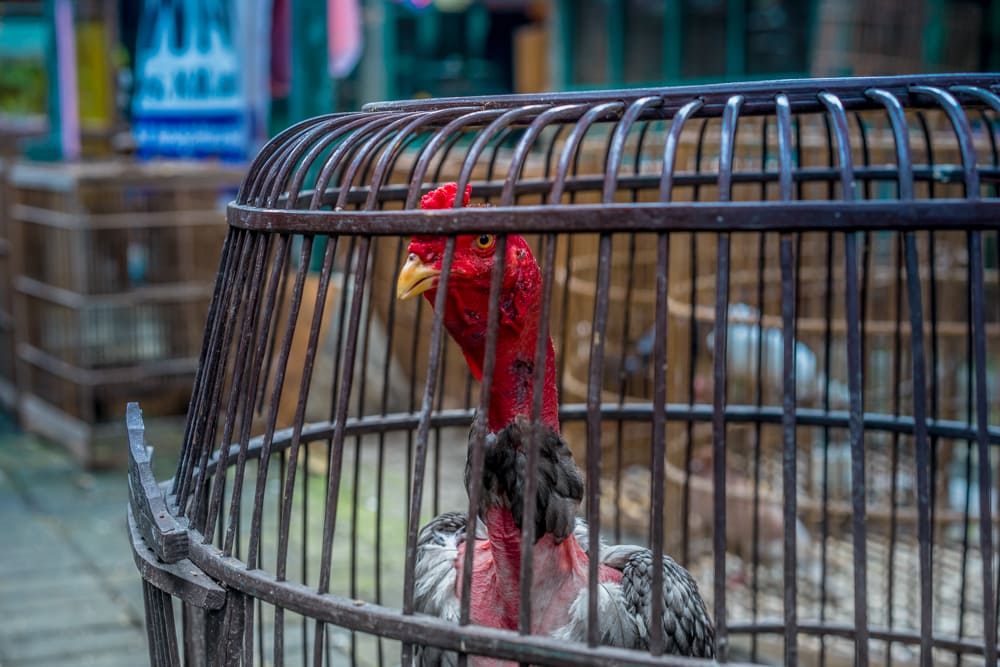 Rooster in a bamboo cage at the Yogyakarta Bird Market. 