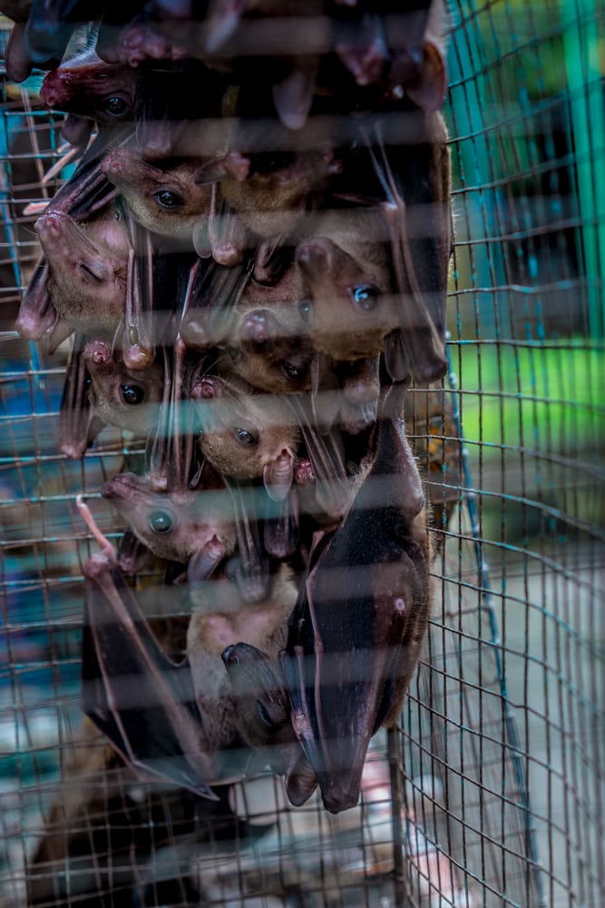 bats for sale at the Yogyakarta bird market