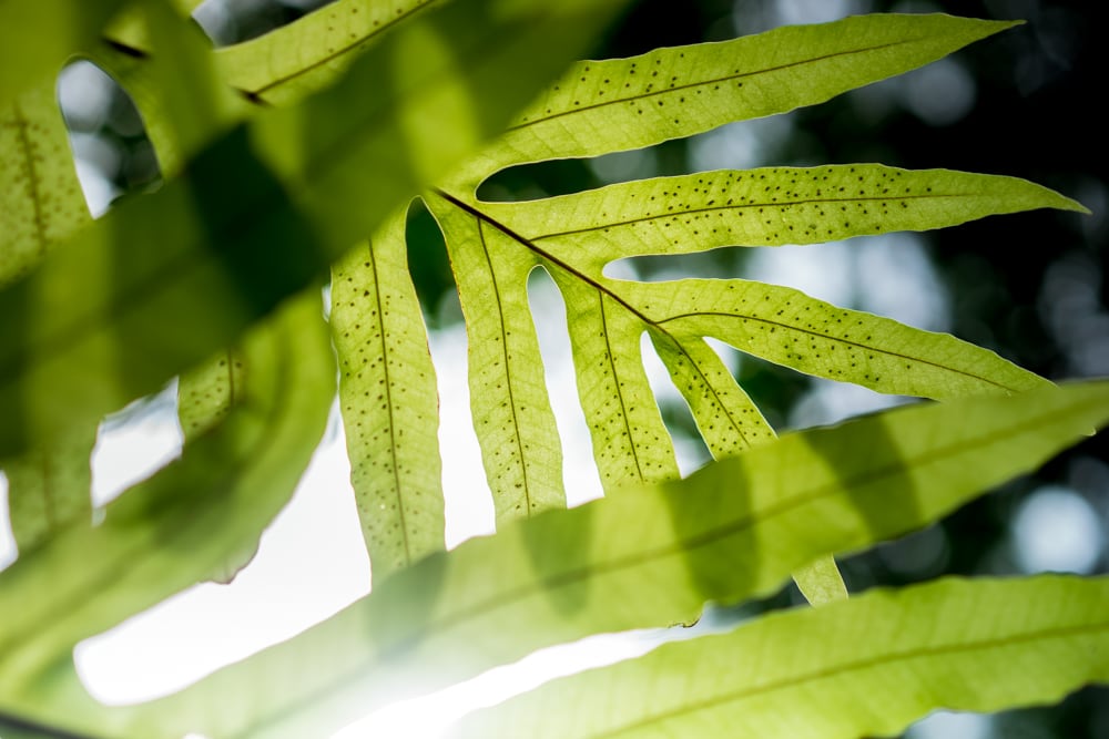 Ferns leaves in the garden of a luxury resort in Lombok, Indonesia