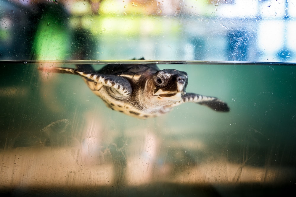 A baby turtle at the Turtle hatchery on Gili Trawangan