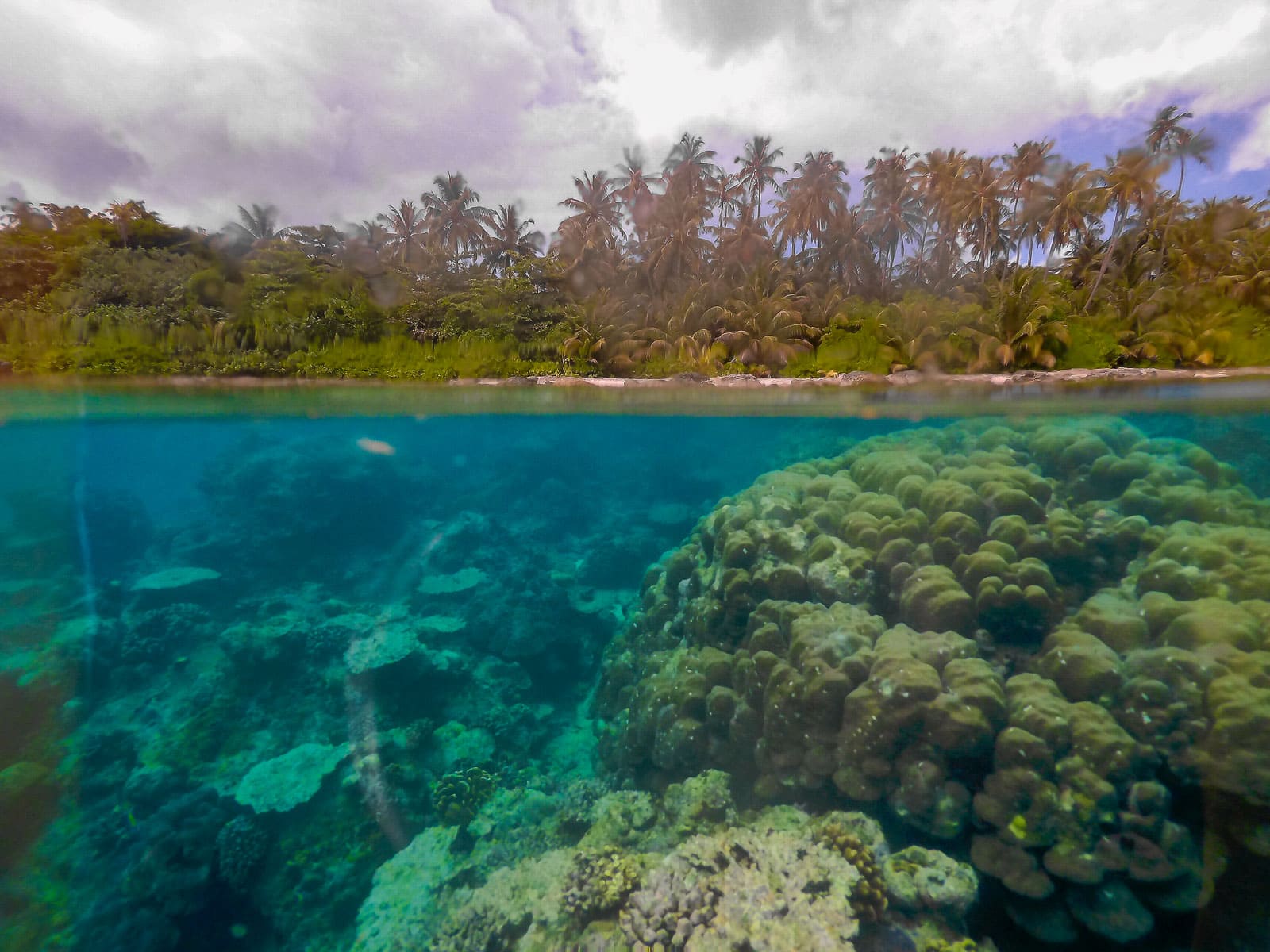 Over and under pic showing coral reefs and palm trees of the Hinako Islands