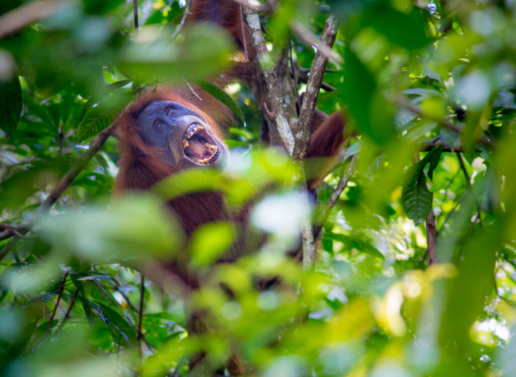 sumatra itinerary