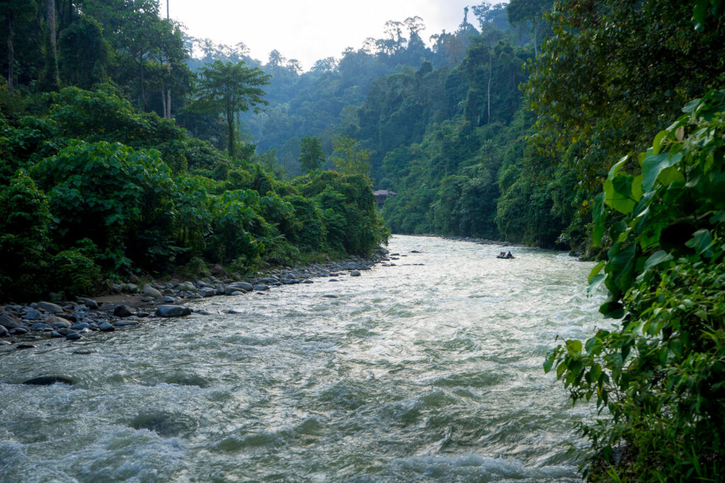 Bukit Lawang Jungle