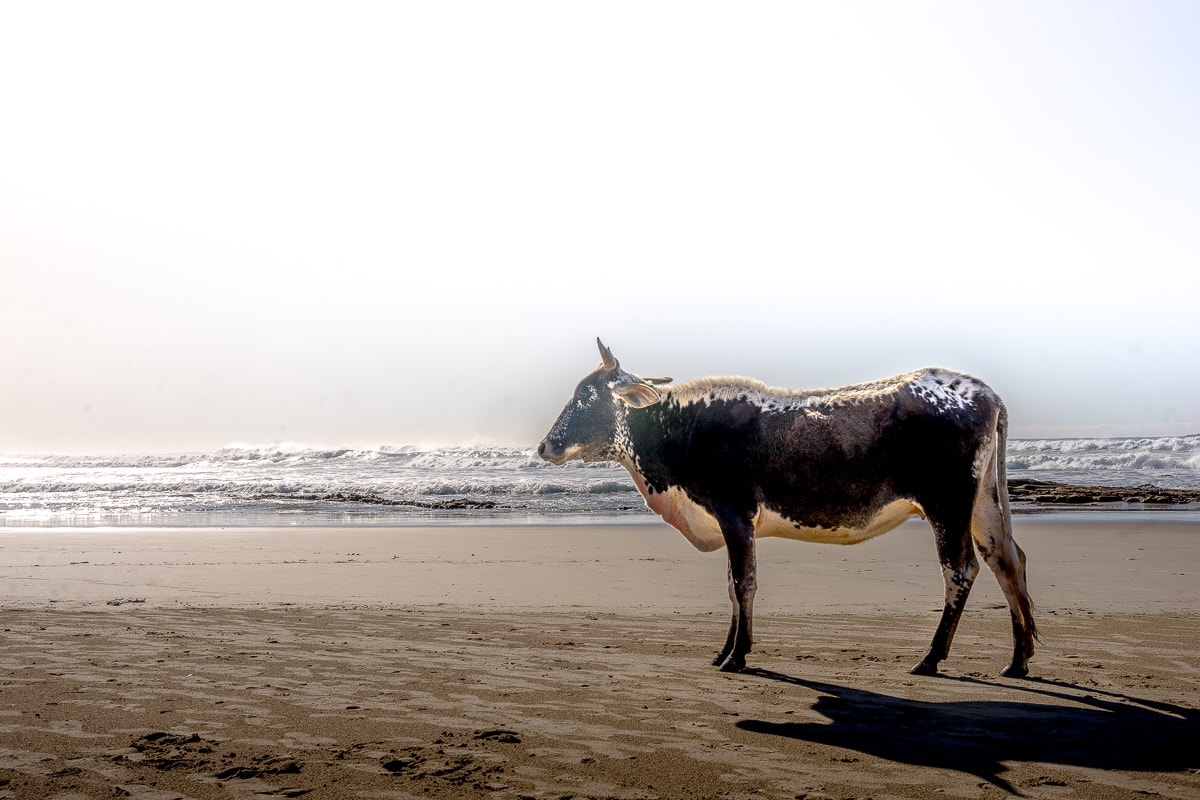 A Nguni cow on the beach in the Transkei