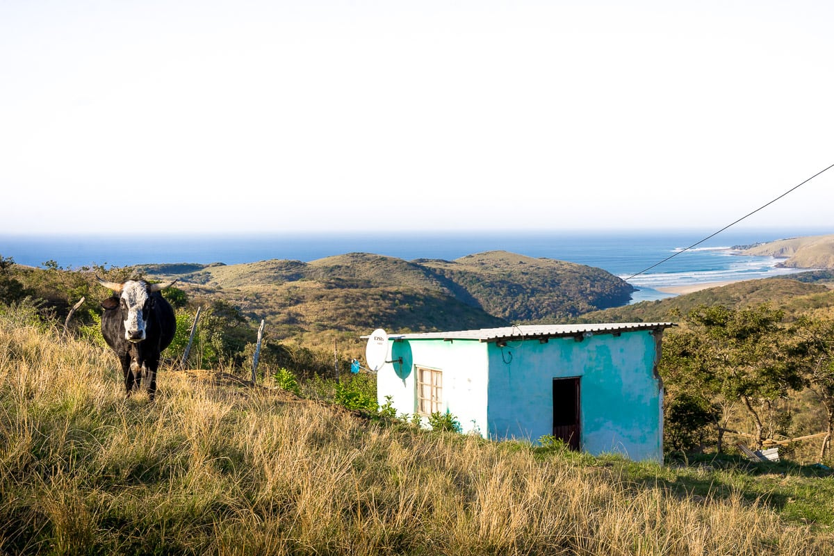A nguni cow standing next to a little blue house with a satellite dish in rural Transkei. In the background a river flows into the Indian ocean