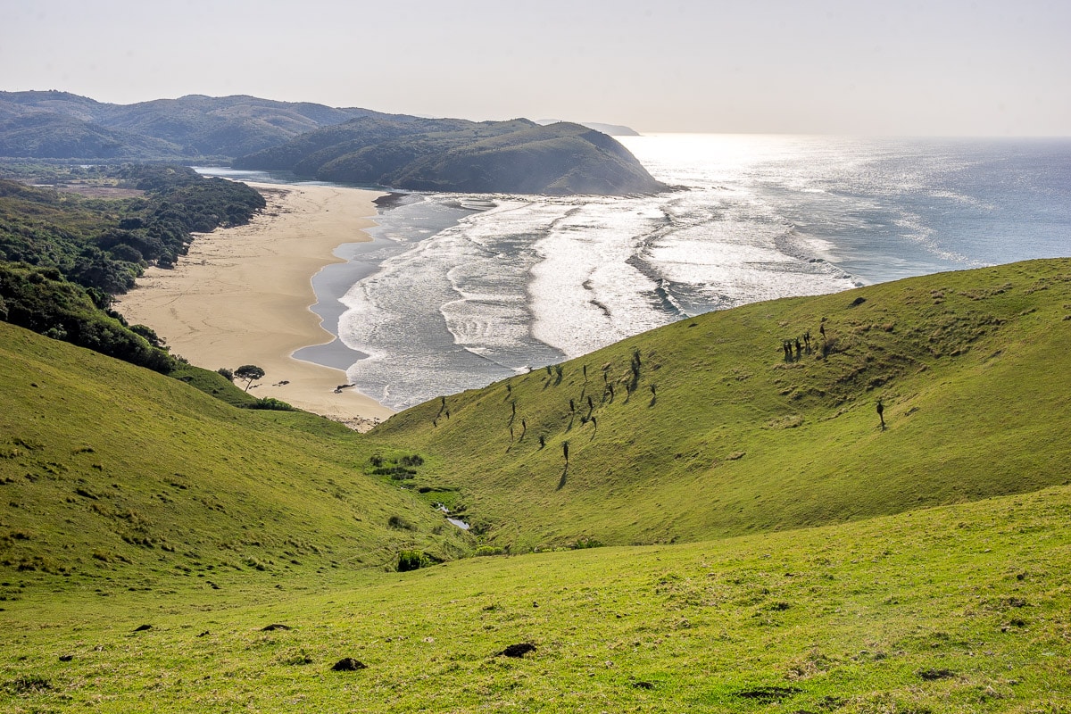 Rolling grassy hills with aloes and and empty beach in the background, Transkei Hike