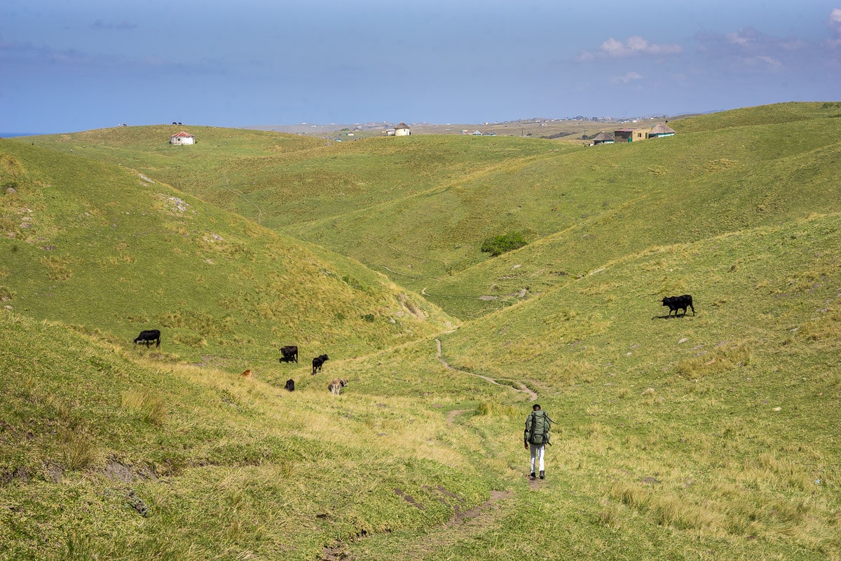 A hiker walking between rolling grassy hills, cows and little villages in the Wild Coast