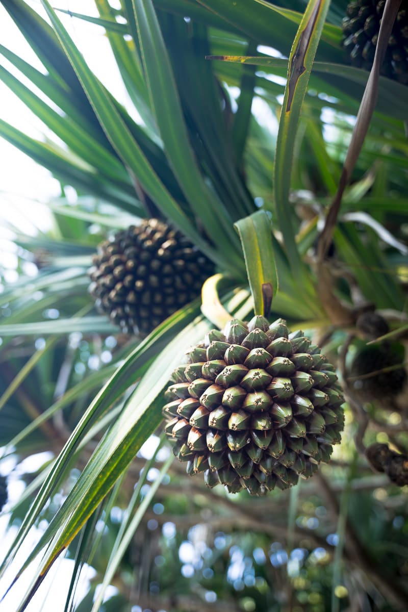Tropical plant with fruit in the Transkei