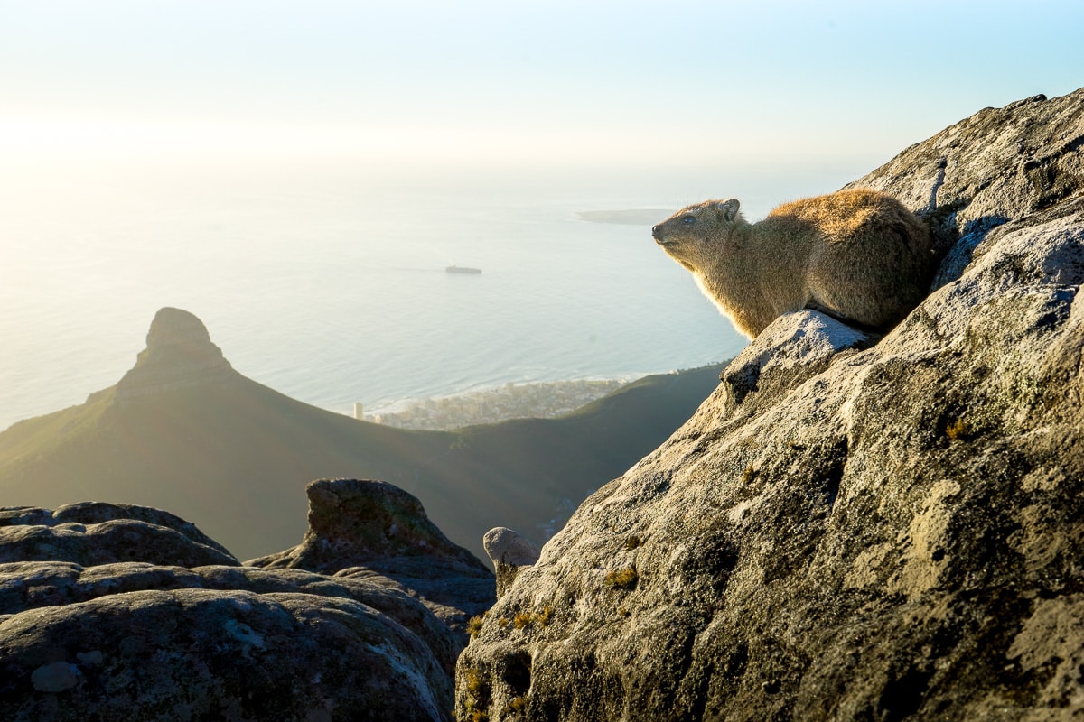 A dassie basking in the sun on Table Mountain in Cape Town