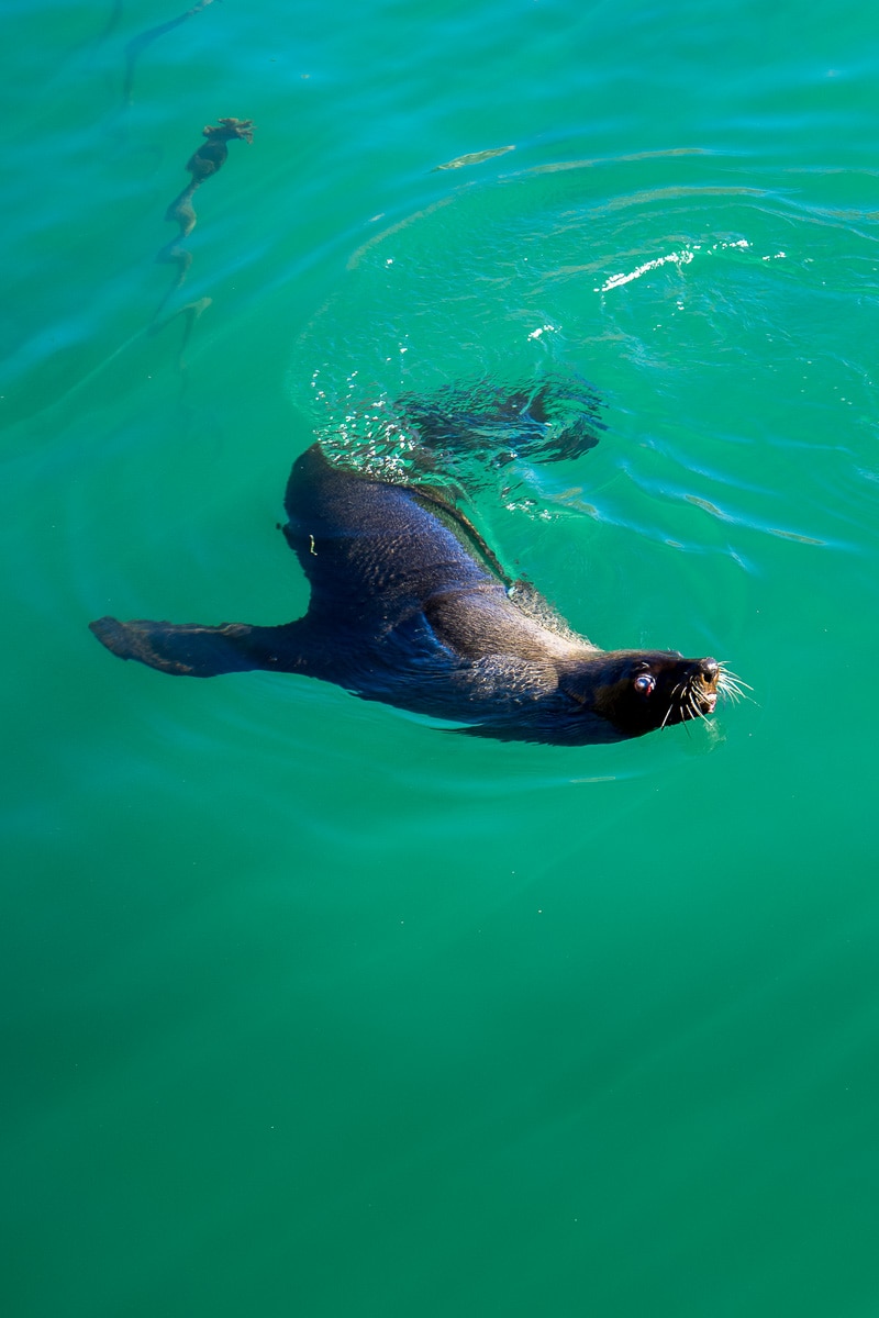 Seal swimming in Kalk Bay Harbour, Cape Town