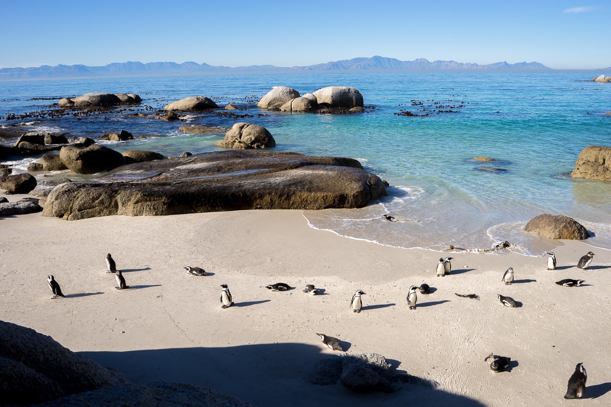 Penguins on Boulders Beach, Cape Town