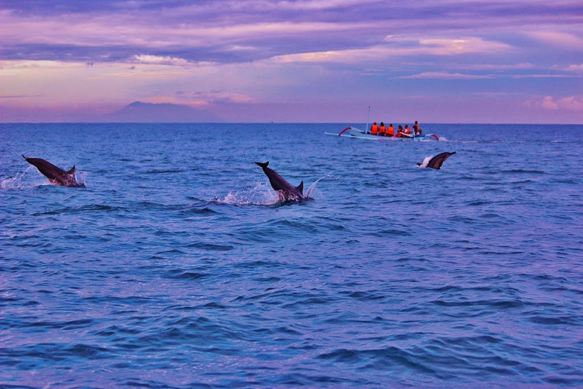 Dolphins jumping out of the water with tourist watching from a boat near the coast of Lovina in northern Bali