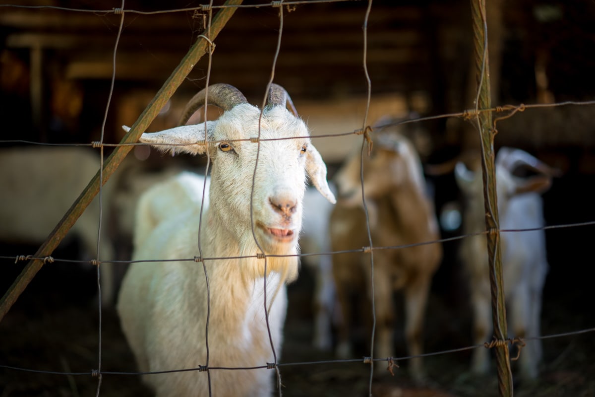 A Saanen goat at Wegraakbosch Organic Farm and Dairy in Magoebaskloof