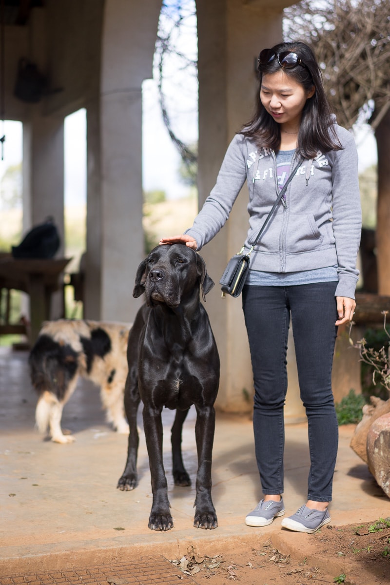 Woman standing next to a Great Dane