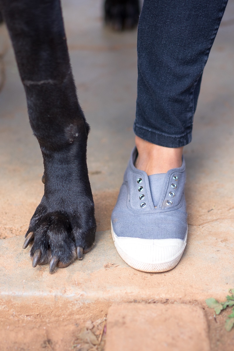 The paw os a great dane next to that of a woman's foot