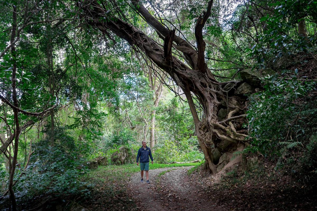 A man hiking in the forest near Magoebaskloof in Limpopo province, South Africa